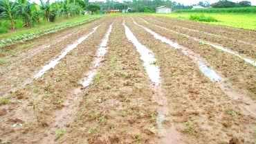 Plantação de hortaliças dá certo em Criciúma