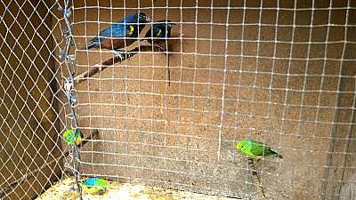 Aves em cativeiro são recolhidas em Itapema