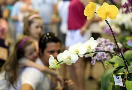 Há mais de sete décadas durante a primavera Joinville rende sua homenagem às orquídeas