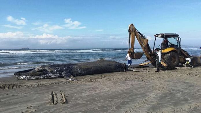 Baleias Jubarte encalham no Litoral de Santa Catarina