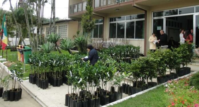 Campanha de mudas frutíferas e ornamentais em Maracajá