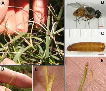 Praga de pastagens Mosca da Grama identificada em Santa Catarina