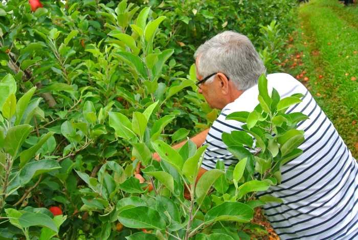 Escolha suas frutas diretamente do pé na Colheita da Maçã em Fraiburgo