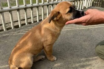 Abandono de Animal em Penha: Câmeras Capturam Crueldade e Ajudam no Resgate