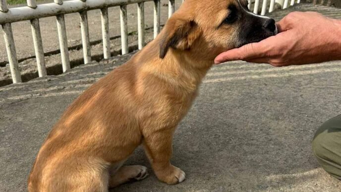 Abandono de Animal em Penha: Câmeras Capturam Crueldade e Ajudam no Resgate